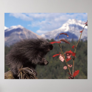 Poster Porcupine commun qui se nourrit de la canneberge à