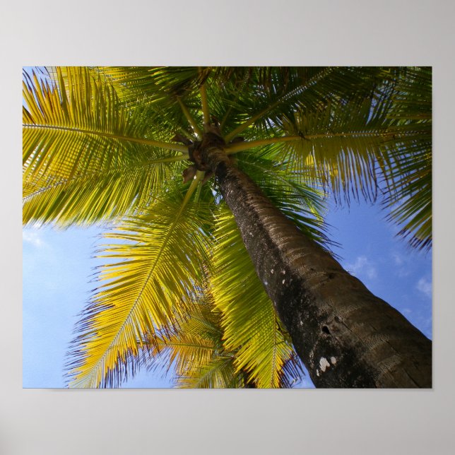 Poster Porto Rico Palm par RZB (Devant)