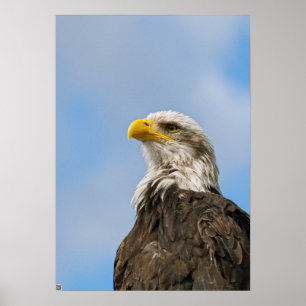 Poster Portrait d'aigle américain dans la nature