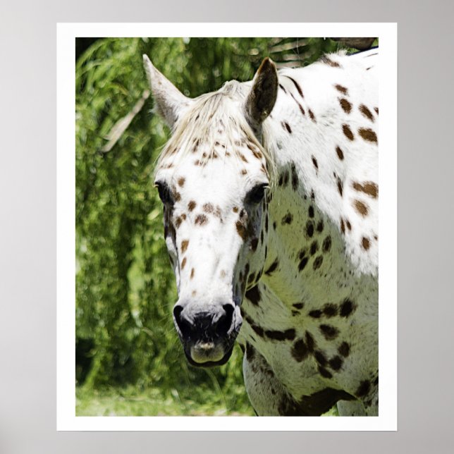 Poster Portrait d'Appaloosa, Photographie de cheval (Devant)