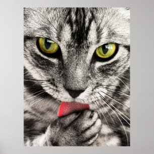 Poster Portrait de chat mignon