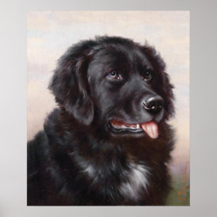 Poster Portrait de chien de Terre-Neuve