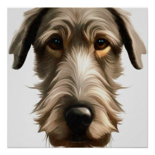 Poster Portrait de chien irlandais sur toile isolé sur
