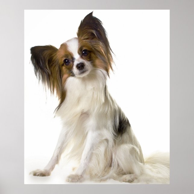Poster Portrait de chien Papillon (Devant)