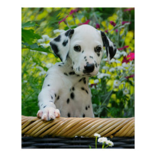 Poster Portrait de chiot de Chien de Dalmatie mignon, pho