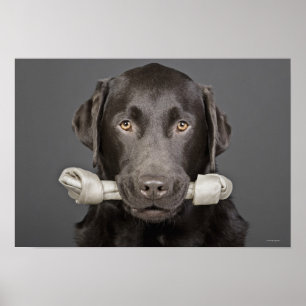 Poster Portrait de chocolat Labrador