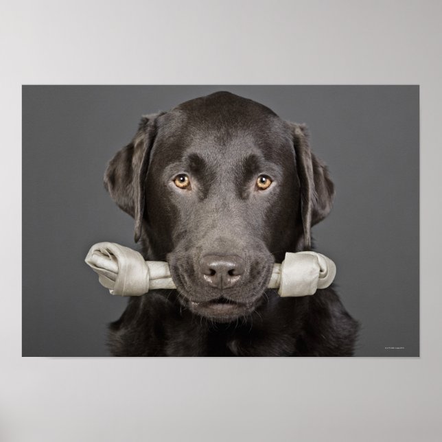 Poster Portrait de chocolat labrador (Devant)
