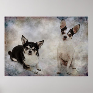 Poster Portrait de deux chihuahua