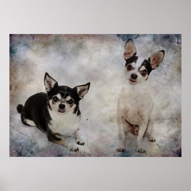 Poster Portrait de deux chihuahua (Devant)