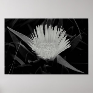 Poster Portrait de fleurs en noir et blanc