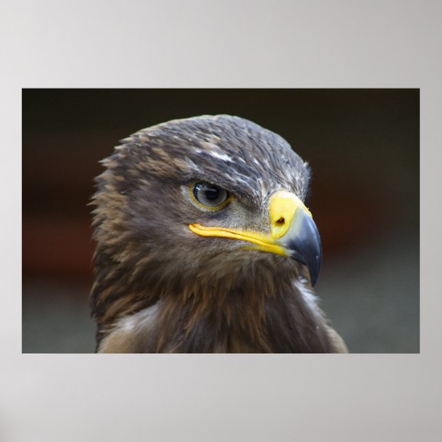 Poster Portrait de gros plan Steppe Eagle (Devant)