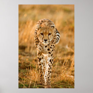 Poster Portrait de guépard (Acinonyx Jubatus), Maasai