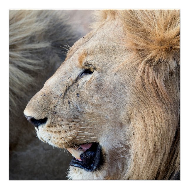 Poster Portrait de Lion (Devant)