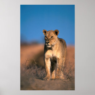Poster Portrait de lionne (Panthera Leo)