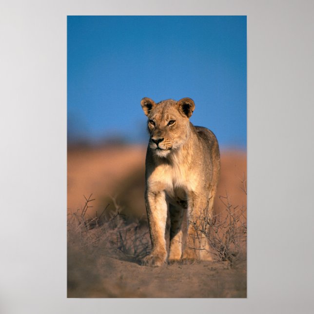 Poster Portrait de lionne (Panthera Leo) (Devant)