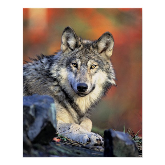 Poster Portrait de loup (Devant)