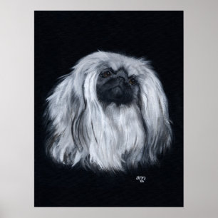 Poster Portrait de Pékinois en noir et blanc
