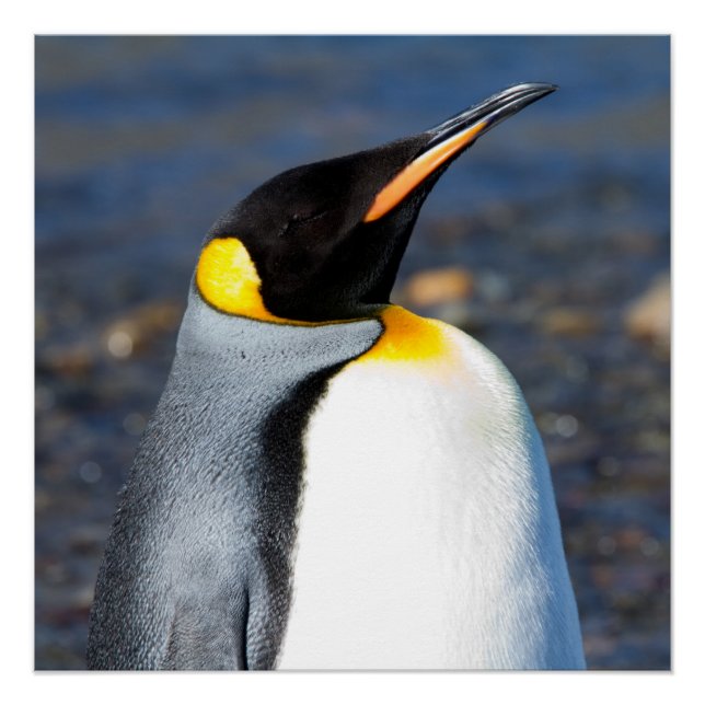 Poster Portrait de pingouin (Devant)