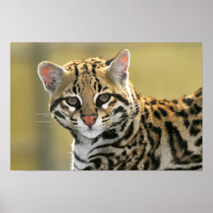 Poster Portrait d'Ocelot