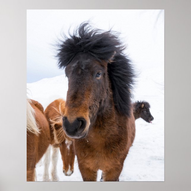 Poster Portrait drôle de cheval islandais (Devant)