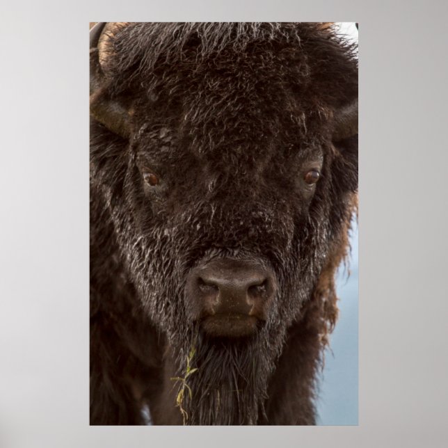 Poster Portrait d'un bison mâle sous la pluie (Devant)