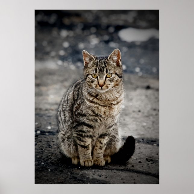 Poster Portrait d'un chat (Devant)