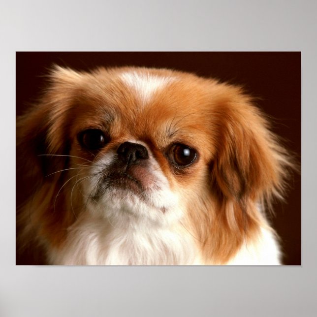 Poster Portrait d'un chien Spaniel (Devant)