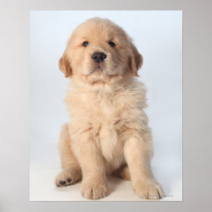 Poster Portrait d'un chiot récupérateur d'or de six semai