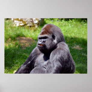 Poster Portrait gorille des plaines de l'ouest