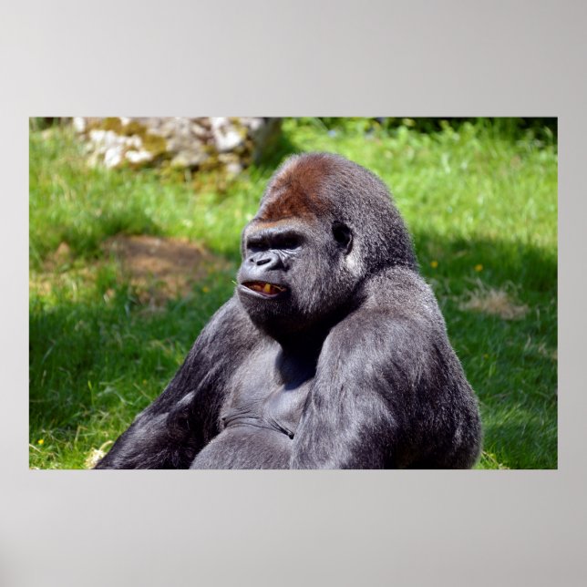 Poster Portrait gorille des plaines de l'ouest (Devant)