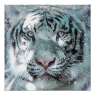 Poster Portrait Majestic Blanche Neige Tiger