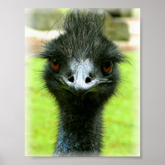 POSTER PORTRAIT PHOTO EMU BIRD (Devant)