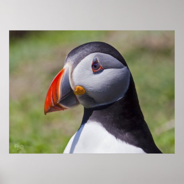 Poster Portrait Puffin Imprimer (Devant)