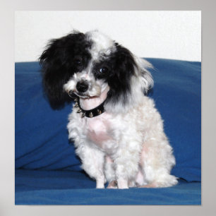 Poster Pose de caniche de Parti de jouet
