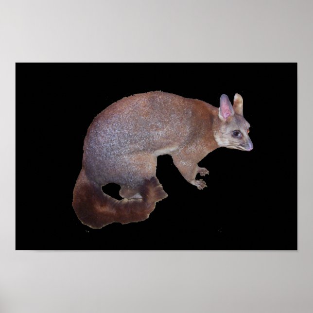 Poster Possum (Devant)