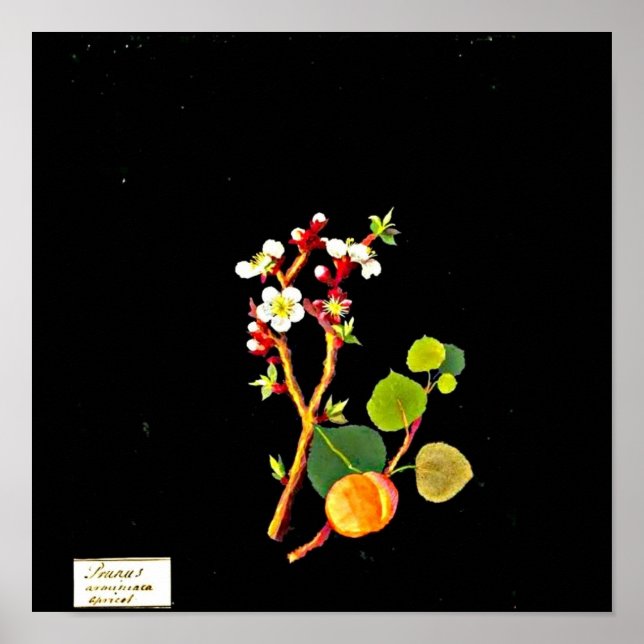 Poster Poster-Botanique Art-Mary Delany 9 (Devant)