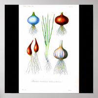 Poster-Botaniques-Oignons et ail