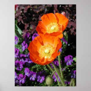 Poster Poster, Deux Poppies Orange Islande