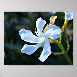 Poster Poster/Impression de mur de fleurs d'or blanc