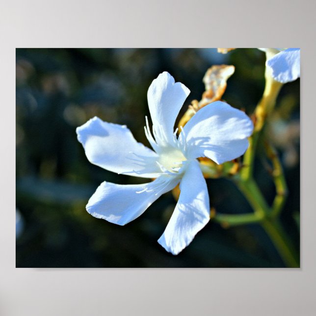 Poster Poster/Impression de mur de fleurs d'or blanc (Devant)