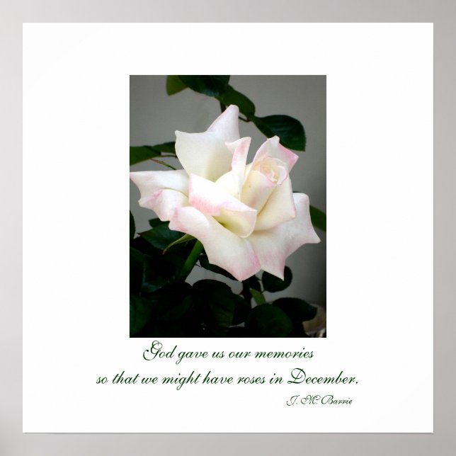 Poster Poster/Impression Rose blanche (Devant)