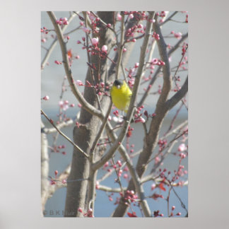 Poster - Poster jaune dans Cherry tree