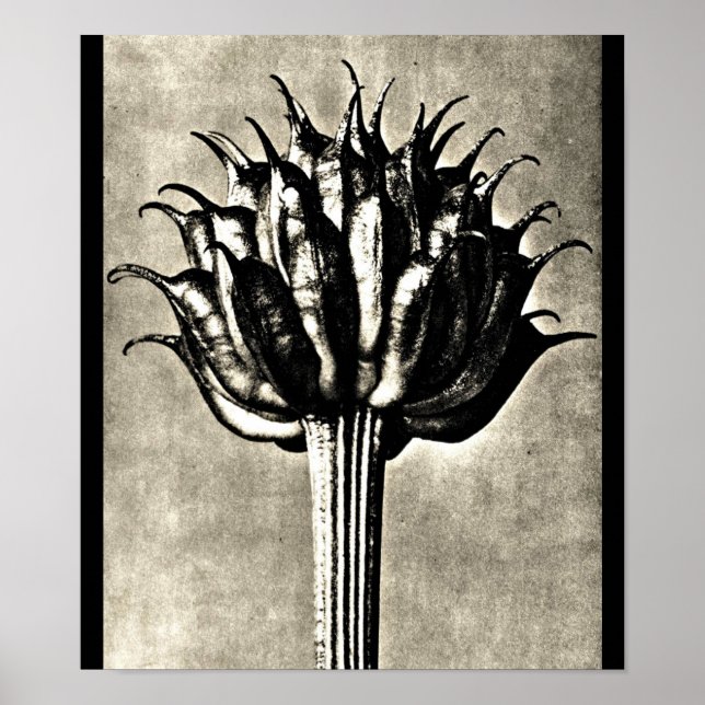 Poster Poster-Photographie Vintage-Karl Blossfeldt 18 (Devant)