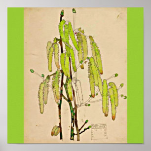 Poster Poster-Vintage-Charles Rennie Mackintosh 13