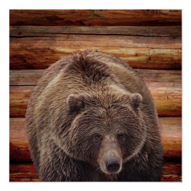 POSTER POSTES CABINES DE JOURNAL DE L'OURS GRIZZLY (Devant)