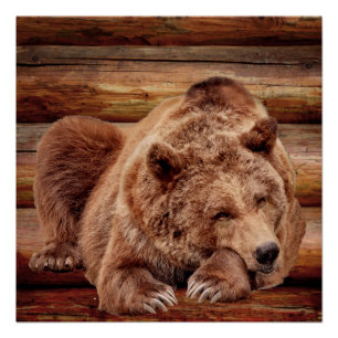 POSTER POSTES CABINES DE JOURNAL DE L'OURS GRIZZLY