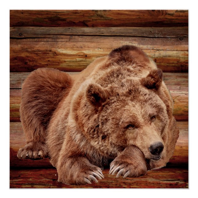 POSTER POSTES CABINES DU JOURNAL DE REPOS DES OURS GRIZZL (Devant)