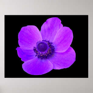 Poster Postuler d'anémone violet