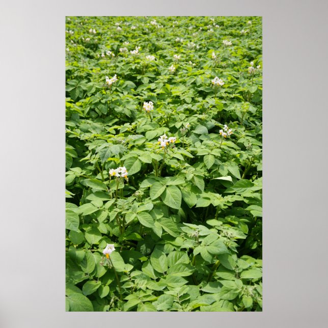 Poster Potato field (Devant)
