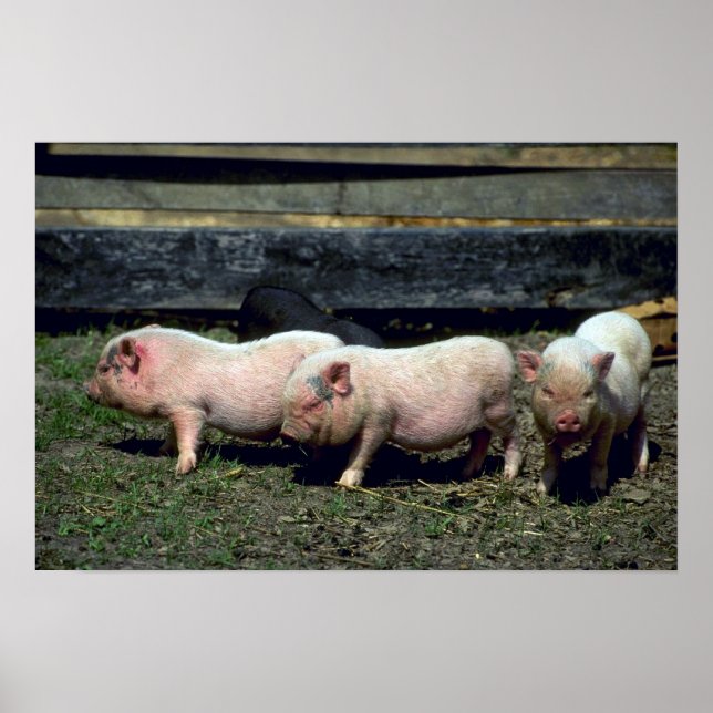 Poster Potbelly Pigs (Devant)